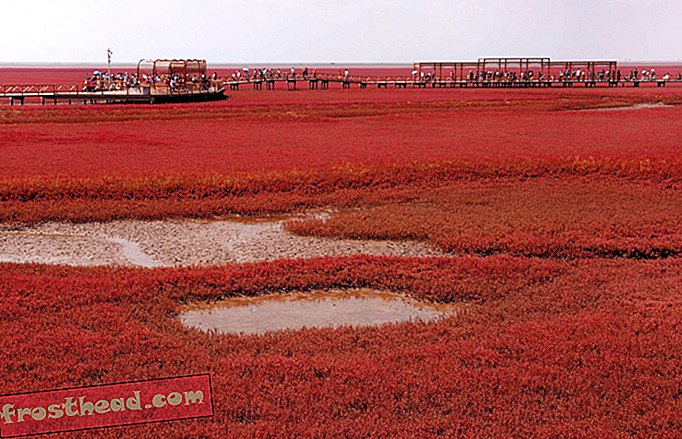 artiklid, reisimine - Leota värvus Hiina karmiinpunases rannas