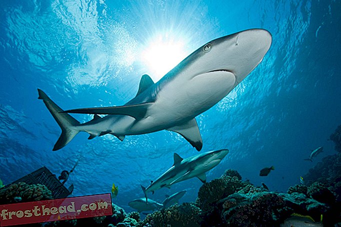 články, divoké věci, inovace, věda - Ocean Rescue Keep Fishing Boats away from Sharks Reef Grey