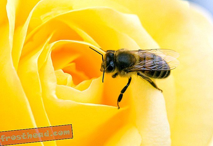 статии, диви неща, наука, ум и тяло - Пчелите могат да разберат нула, концепция, която накара хората да разбират хилядолетията