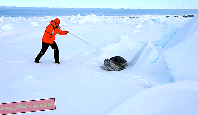 Comment les phoques de la collecte de données aident les scientifiques à mesurer la fonte de l'Antarctique