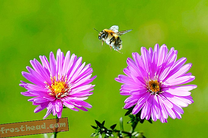 Čebele se lahko naučijo igrati "nogomet." En rezultat za inteligenco žuželk