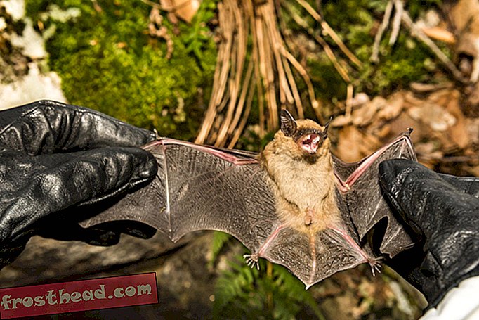 artículos, cosas salvajes, innovación, ciencia - Los tres murciélagos podrían recuperarse del devastador síndrome de la nariz blanca