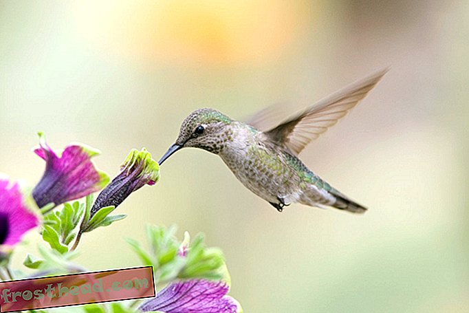 artikler, ville ting, vitenskap - For kolibrier beveger verden seg så raskt som de gjør