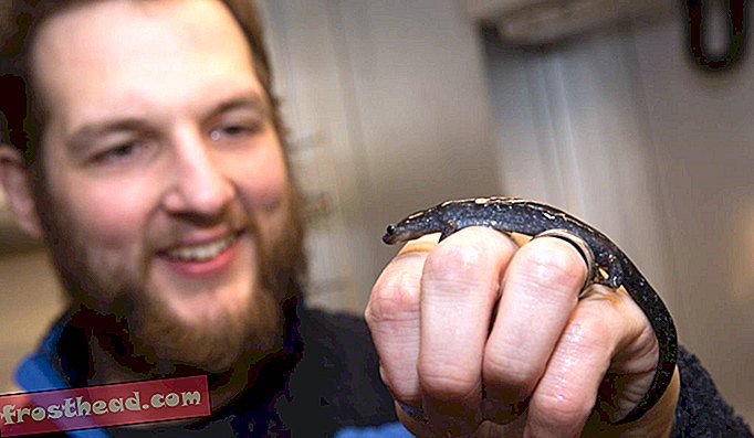 Изследователят Робърт Дентън държи саламандра с малки устни.