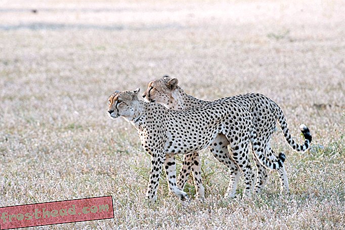 Hvordan cheetahs "opdager" hinanden