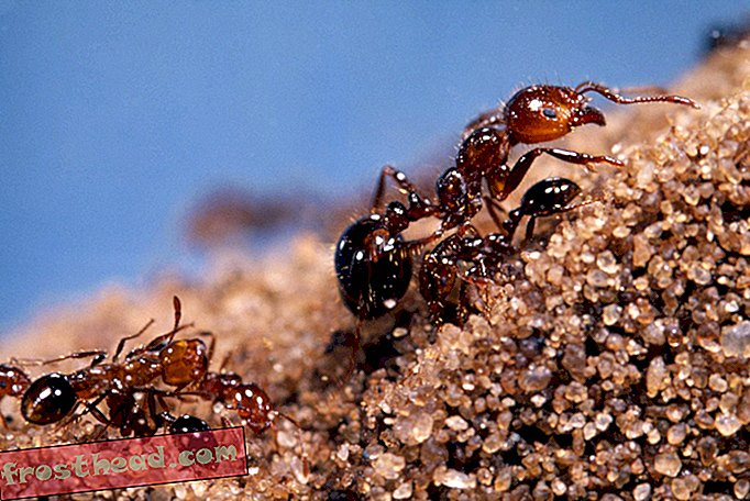 מאמרים, דברים פראיים, מדע - איך בני אדם עזרו לנמלים לפלוש לעולם