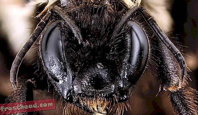 लेख, जंगली चीजें, विज्ञान - मधुमक्खी जो आपका दिल तोड़ देती है