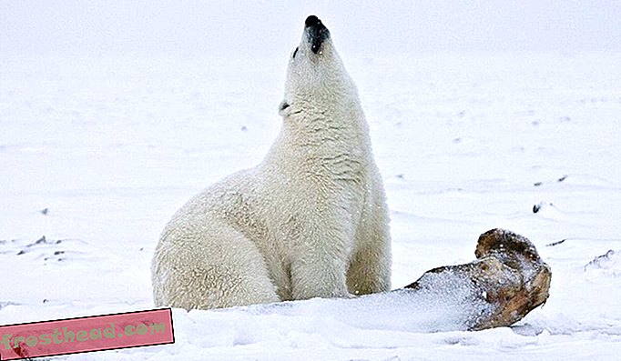 Aastakümneid vanad kemikaalid võivad ohustada jääkarude viljakust, justkui poleks neil piisavalt muretseda