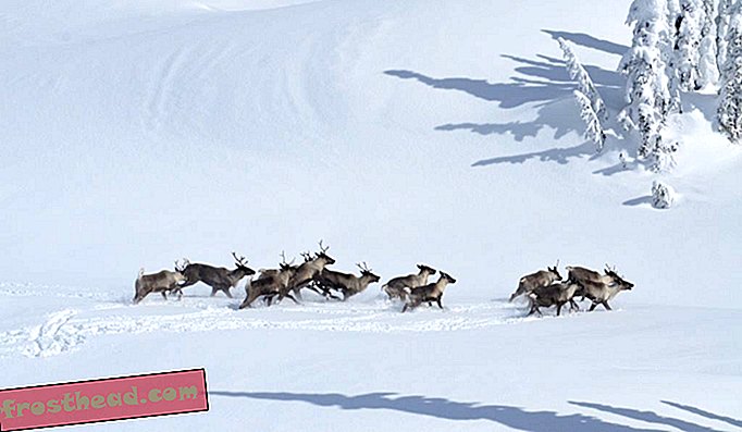 Kako ubijanje losa može spasiti Caribou