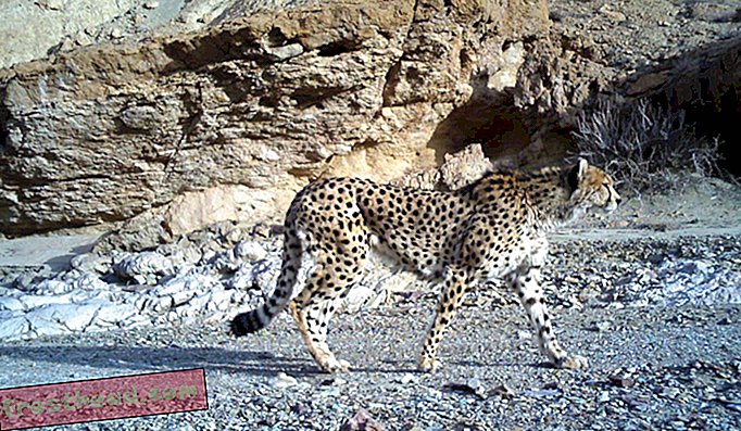 La caza furtiva no es el único problema del guepardo