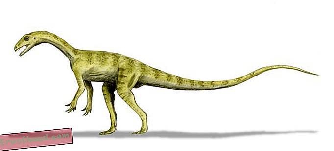 De "T.  Rex "a" Pantydraco ": cómo los dinosaurios obtienen sus nombres