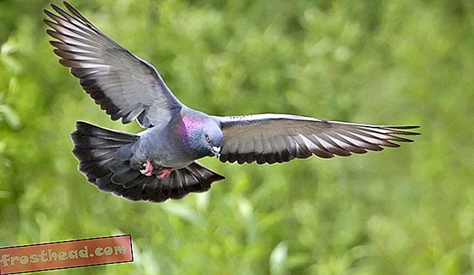 飼育下の鳥と野鳥の個体群の交配は、ゲノムにさまざまな影響を与える可能性があります。ここでは、飛行中の野生の岩の鳩。
