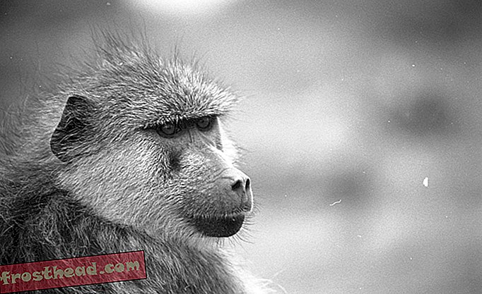 articles, choses sauvages, science - Les babouins sont des reproducteurs impitoyables