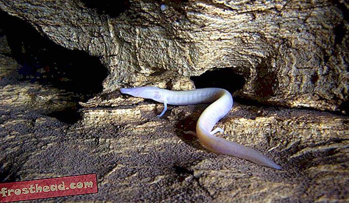 Les dragons des cavernes juvéniles ont des yeux, mais ils régressent au cours du développement des amphibiens et sont recouverts d'un lambeau de peau. Néanmoins, ils conservent une certaine sensibilité à la lumière.