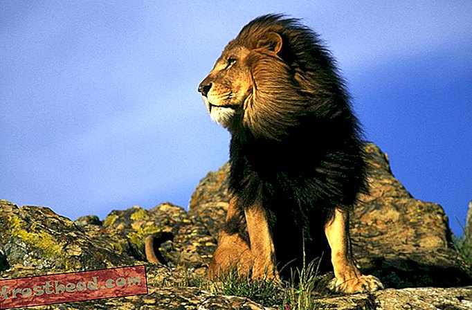 artiklid, elusloodus, teadus - Kümme asja, mida oleme lõvide kohta teada saanud, alates Disney originaalsest filmist "Lõvikuningas"