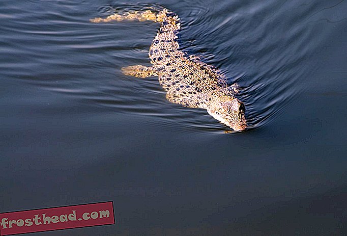Slani krokodil, Australija