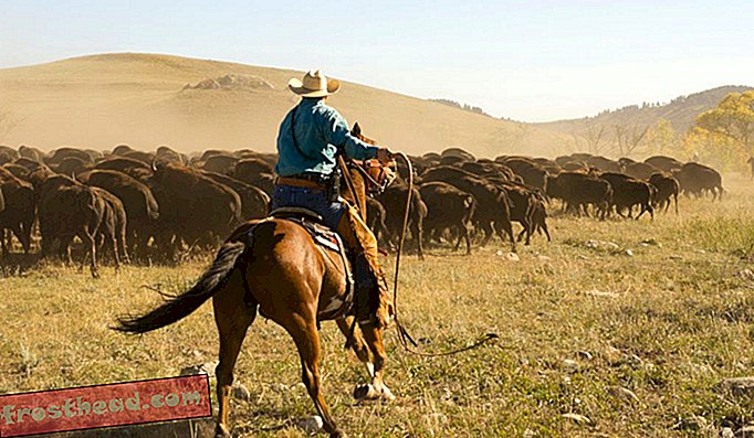 Бизоните са част от едно от най-големите стада с публична собственост в страната.