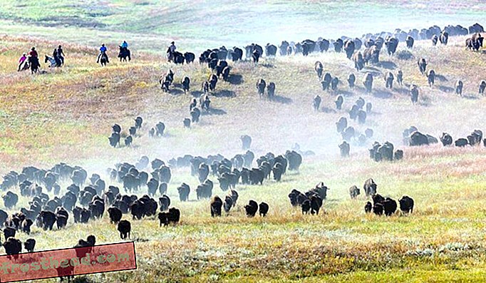 Lõuna-Dakota Buffalo Roundup on puhas Americana prill