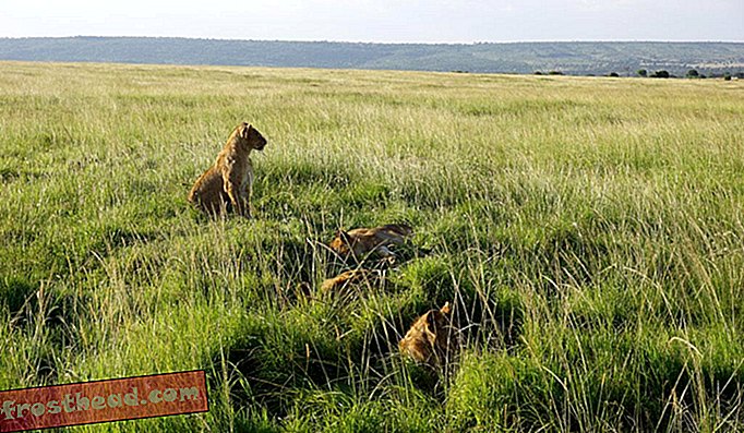 artikelen, dieren in het wild, reizen - Maak kennis met een van de weinige vrouwelijke safarigidsen in Kenia