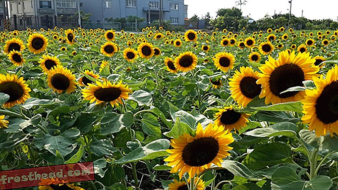 Mene vyötärölle syvälle Pohjois-Taiwanin suurimpaan auringonkukkatilaan