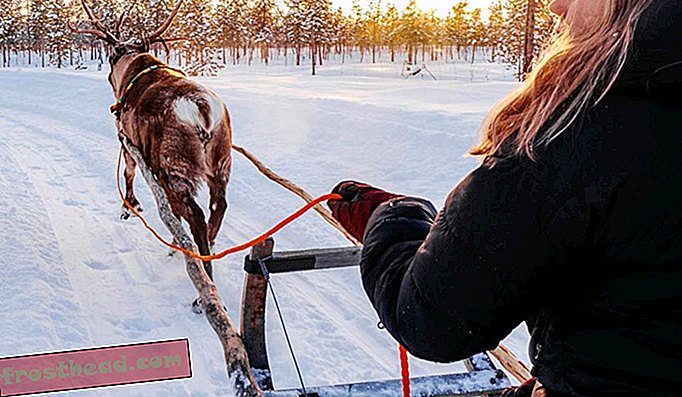 Sankanje severnih jelenov v lovcu Reindeer Lodge Nutti Sámi Siida