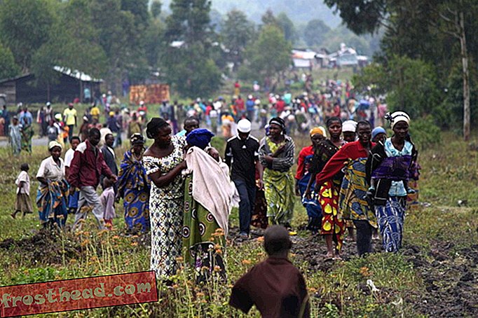 מלחמות האזרחים של קונגו גבו מחיר על יערותיה