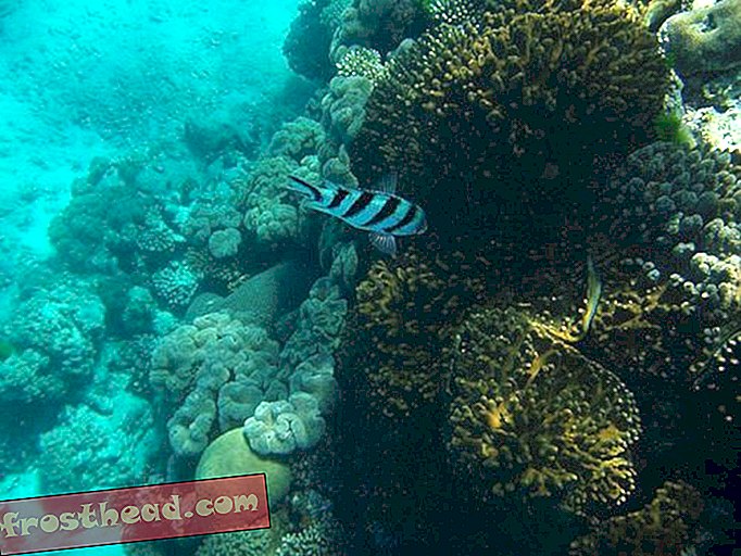 blogs, science surprenante, science, science, notre planète - L'acidification des océans et la bataille entre coraux et algues