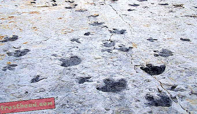 Tracks auf Colorados Dinosaur Ridge.