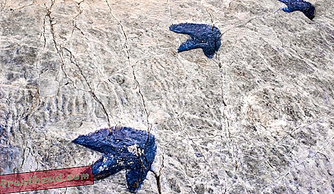 Zkamenělé stopy dinosaurů nalezené ve španělské La Rioji.