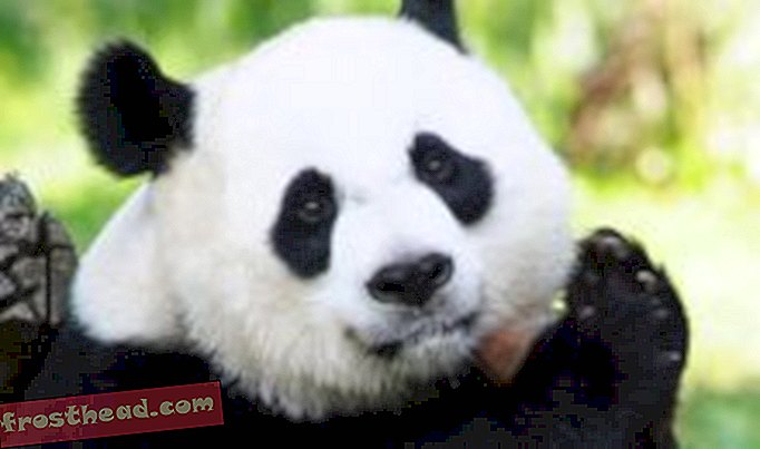Науката зад защо пандите са толкова дяволски сладки