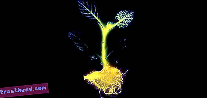 חדשנות, אנרגיה, מחדשים - יצירת סוג אור חדש של לילה: עצים זוהרים בחושך