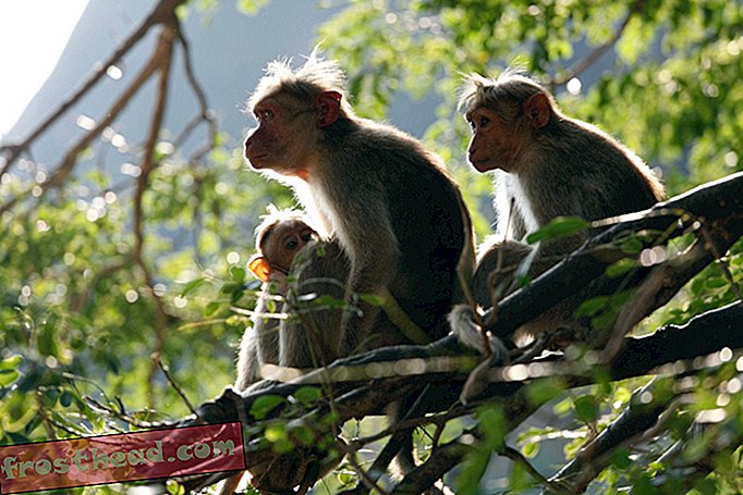 Teadlased ühendavad ahvide ajud ja suurendavad nende mõtlemisvõimet