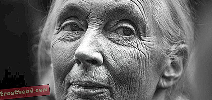 Haastattelu: Jane Goodall kasvien ja simpanssien tulevaisuudesta