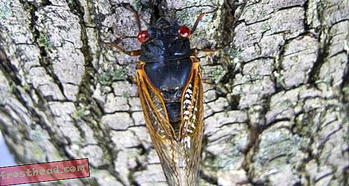 Pärast 17 aastat on kirde lõhe kaotanud Cicadase sülem