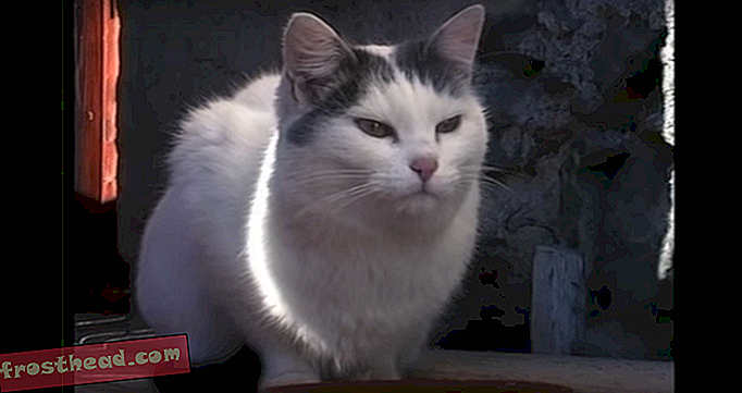 паметне вести, паметне вести, уметност и култура - Оригинални видео за мачке враћа се на Тимес Скуаре