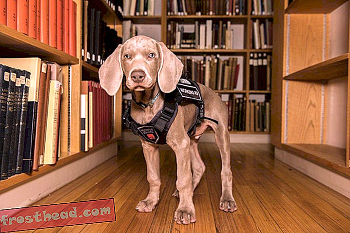 Запознайте се с Райли, Обучението на кученцата, за да издухате бъгове в Музея на изящните изкуства в Бостън