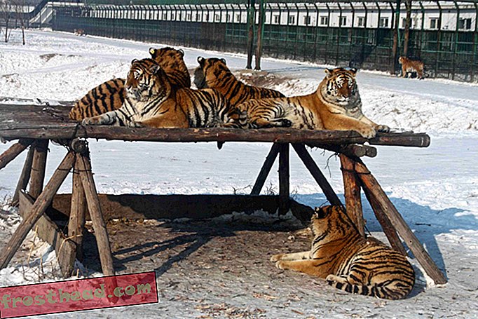 Istraga: Kina prikriveno trguje trgovinom tigrovim kožama i kostima