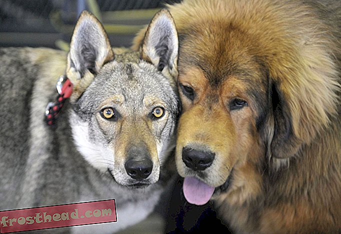 חדשות חכמות, אמנויות חדשות ותרבות חדשות חכמות - בניו המפשייר יש יותר מדי כלבי זאב