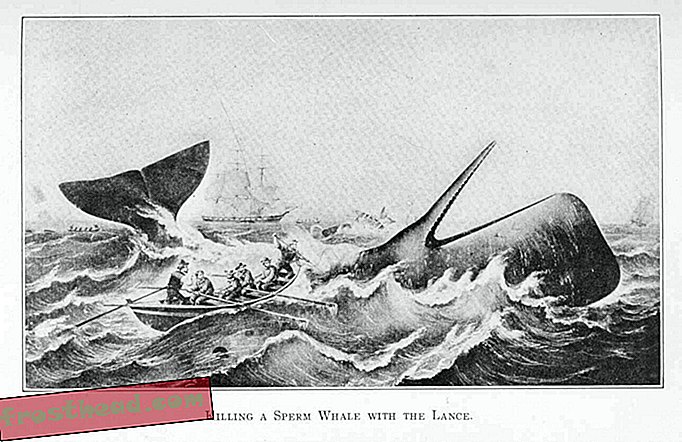 noticias inteligentes, noticias inteligentes arte y cultura, noticias inteligentes historia y arqu - La ballena de la vida real que le dio a Moby Dick su nombre