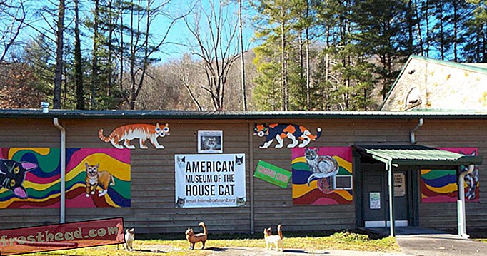 паметне вијести, паметне вијести умјетност и култура, паметна вијести - Северна Каролина има музеј кућа мачака