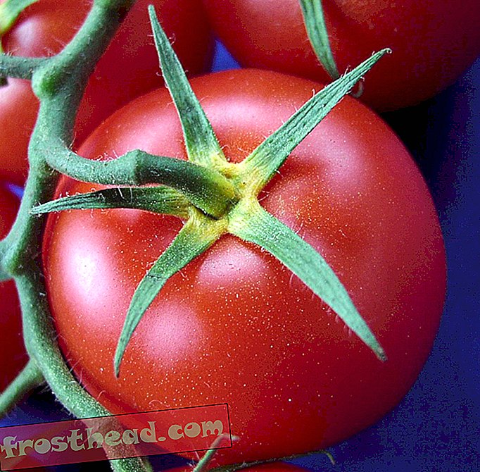 Uprostřed stoupajících cen produkce, indické město uvádí na trh „Státní banku rajčat“