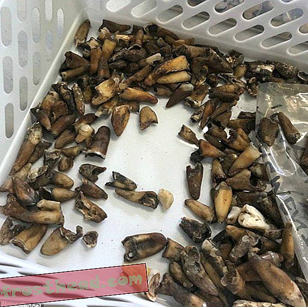 חפירה ארכיאולוגית בתחנת המטרו האוסטרלית חושפת 1,000 שיניים אנושיות