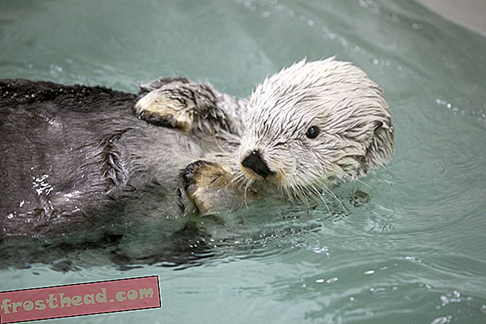 Kenai, der vor der Ölpest von Exxon Valdez gerettete Seeotter, ist gestorben