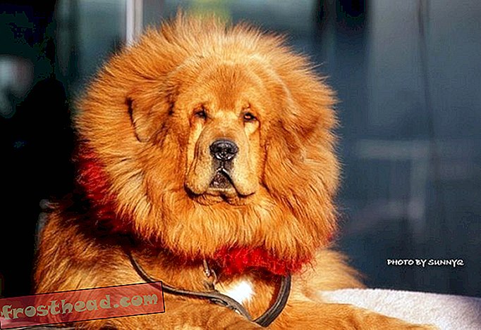 Un dogue tibétain vient d'être vendu pour près de 2 millions de dollars