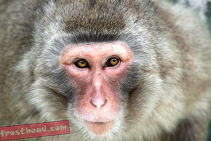 Les agences photos acceptent de tirer des images «non naturelles» de primates