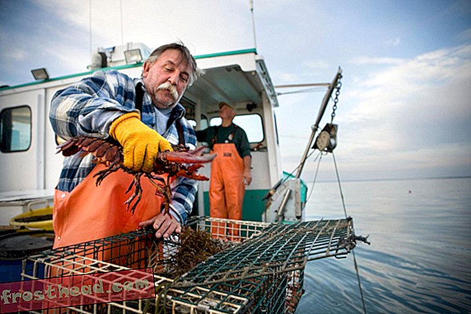 America's in the Midst of a Lobster Boom
