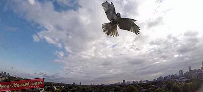 Aqui está o que acontece quando um falcão e um drone lutam