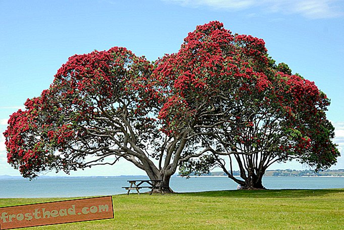 עץ Pōhutukawa האייקוני של ניו זילנד עשוי להכות שורשים באוסטרליה
