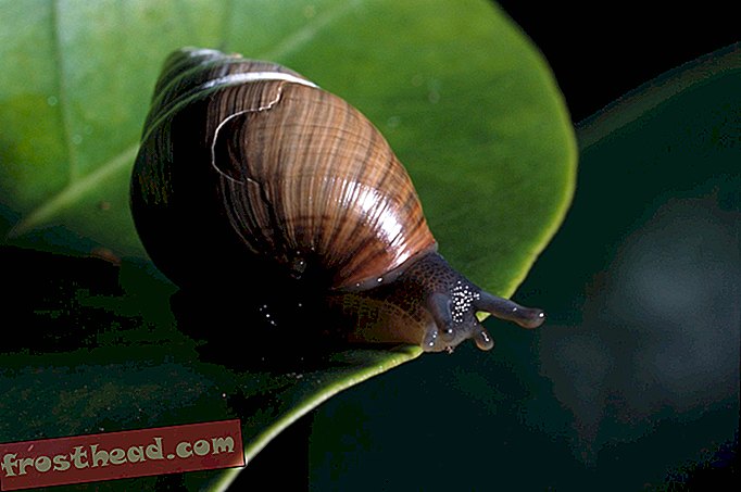 Comment les escargots en danger mettent-ils en danger la radio publique hawaïenne?