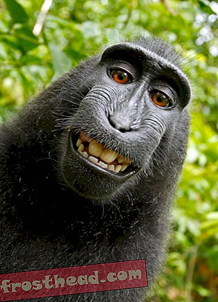 PETA ønsker, at en Selfie-Snapping Monkey skal gives copyright på dets foto